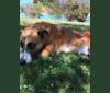 Photo of Cheese, an American Pit Bull Terrier, Rottweiler, Australian Cattle Dog, German Shepherd Dog, and Mixed mix in Flagstaff, AZ, USA
