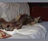 Theodore, a Catahoula Leopard Dog tested with EmbarkVet.com