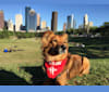 Leo, a Chihuahua and Australian Shepherd mix tested with EmbarkVet.com