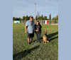 Nyx, a Belgian Shepherd tested with EmbarkVet.com