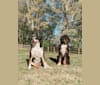 Pita, an American Pit Bull Terrier and Labrador Retriever mix tested with EmbarkVet.com