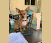 Roo, a Chihuahua and Dachshund mix tested with EmbarkVet.com