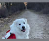 Rio, a Great Pyrenees and German Shepherd Dog mix tested with EmbarkVet.com