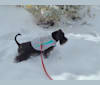 Julerr's Flynn McAllister, a Cesky Terrier tested with EmbarkVet.com