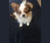 JayJay -  DESTROYER OF WORLDS!!, a Papillon tested with EmbarkVet.com