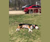 Crash, a Beagle and Staffordshire Terrier mix tested with EmbarkVet.com