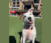 Rainy, an American Bulldog and American Pit Bull Terrier mix tested with EmbarkVet.com