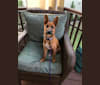 LuLu, a German Shepherd Dog and American Pit Bull Terrier mix tested with EmbarkVet.com