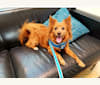 Dasher, a Chihuahua and Pomeranian mix tested with EmbarkVet.com