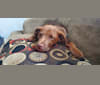 Frankie, an Australian Cattle Dog and Labrador Retriever mix tested with EmbarkVet.com