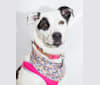 Nellie, a Great Pyrenees and American Pit Bull Terrier mix tested with EmbarkVet.com
