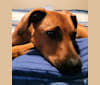 Marlo, a Dachshund and Labrador Retriever mix tested with EmbarkVet.com