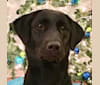 Saylor Lee, a Labrador Retriever tested with EmbarkVet.com