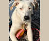 Photo of Nala, a Labrador Retriever, Australian Cattle Dog, and American Pit Bull Terrier mix in Floresville, Texas, USA