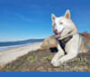 Apollo, a Siberian Husky and Alaskan Malamute mix tested with EmbarkVet.com