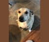 Photo of Daisy, a Chihuahua, Rat Terrier, and Great Pyrenees mix in Dallas, Texas, USA