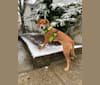 Photo of Milo, a Labrador Retriever, Basset Hound, and Miniature Pinscher mix in Georgia, USA