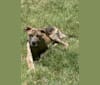 Medusa, a Perro de Presa Canario and American Pit Bull Terrier mix tested with EmbarkVet.com