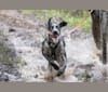 Skadi, a German Shorthaired Pointer and Alaskan-type Husky mix tested with EmbarkVet.com