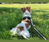 Hank, a Russell-type Terrier and Miniature/MAS-type Australian Shepherd mix tested with EmbarkVet.com