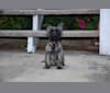 Sawyer, a Cairn Terrier tested with EmbarkVet.com