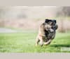 Murphy, a Pug and German Shepherd Dog mix tested with EmbarkVet.com