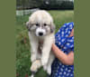 Maggie, a Great Pyrenees tested with EmbarkVet.com