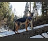 Photo of Brutus, a German Shepherd Dog and Samoyed mix in Utah, USA