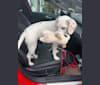 Winter, an American Foxhound and Labrador Retriever mix tested with EmbarkVet.com