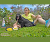 PEREGRINE, a Field Spaniel tested with EmbarkVet.com