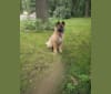 Jasmine, a German Shepherd Dog and Siberian Husky mix tested with EmbarkVet.com