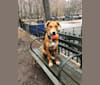 Cooper Lane, a German Shepherd Dog and Labrador Retriever mix tested with EmbarkVet.com