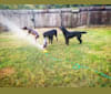Photo of Netflix, an American Hairless Terrier  in Louisiana, USA