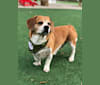 Emmett, a Beagle and Pekingese mix tested with EmbarkVet.com