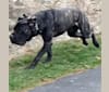 🔥Malibu🔥, a Perro de Presa Canario and Neapolitan Mastiff mix tested with EmbarkVet.com