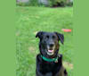 Ella, a Labrador Retriever and Golden Retriever mix tested with EmbarkVet.com