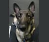 Photo of Balto, a German Shepherd Dog  in San Antonio, TX, USA