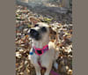 Zelda, a Great Pyrenees and Airedale Terrier mix tested with EmbarkVet.com