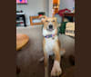 Caesar, an Arabian Village Dog tested with EmbarkVet.com