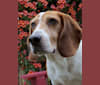 Wilson, a Beagle tested with EmbarkVet.com