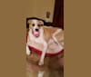 Benjamin, an American Pit Bull Terrier and American Bulldog mix tested with EmbarkVet.com