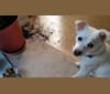 Photo of Sonya, a Chinese Village Dog and Pekingese mix in Heilongjiang, China