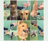 Mariska, a Collie and German Shepherd Dog mix tested with EmbarkVet.com