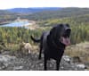 Stinker, a German Shepherd Dog and Labrador Retriever mix tested with EmbarkVet.com