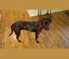 Jules, an American Bulldog and Redbone Coonhound mix tested with EmbarkVet.com