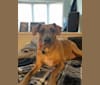 Brandi, an American Pit Bull Terrier and Miniature Pinscher mix tested with EmbarkVet.com