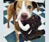 Photo of Josie, an American Pit Bull Terrier and English Springer Spaniel mix in Flint, Michigan, USA