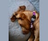 Truvy, a Bloodhound tested with EmbarkVet.com