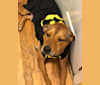 Batman, an American Pit Bull Terrier and Rottweiler mix tested with EmbarkVet.com