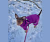 Hazel Grace, a Chihuahua and Australian Cattle Dog mix tested with EmbarkVet.com